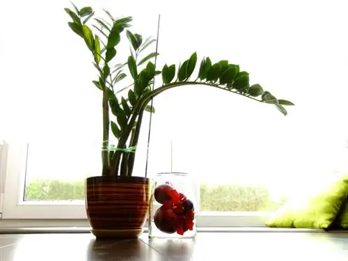 Planta em vaso de Zamioculcas