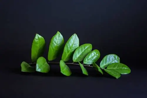 Propagujte Zamioculcas