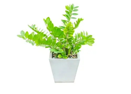 Tuyên truyền Zamioculcas: Hướng dẫn 3 phương pháp thành công