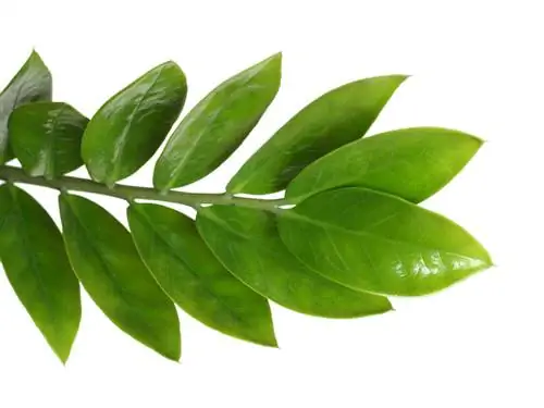 Zamioculcas with brown leaves: causes & remedies