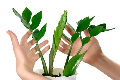 Regar Zamioculcas: Quando e com que frequência é necessário?