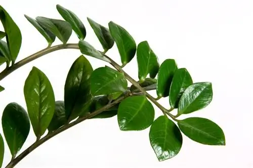 ผสมพันธุ์ Zamioculcas อย่างเหมาะสม: เคล็ดลับเพื่อการเจริญเติบโตที่เหมาะสมที่สุด