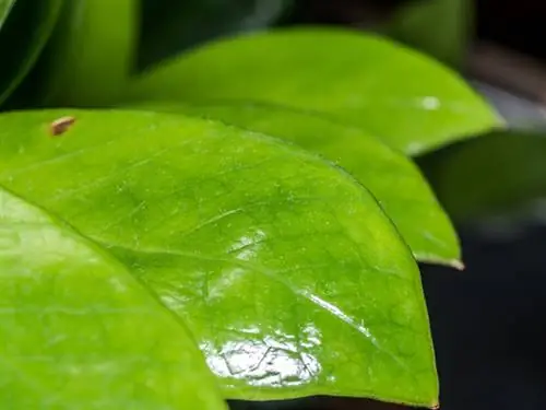 Perosak Zamioculcas