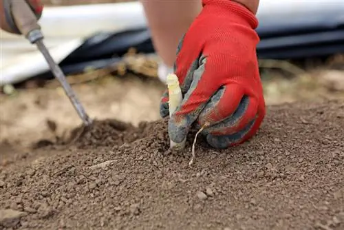 Šparagų derlius: kada baigiasi sezonas? Viskas, ką reikia žinoti