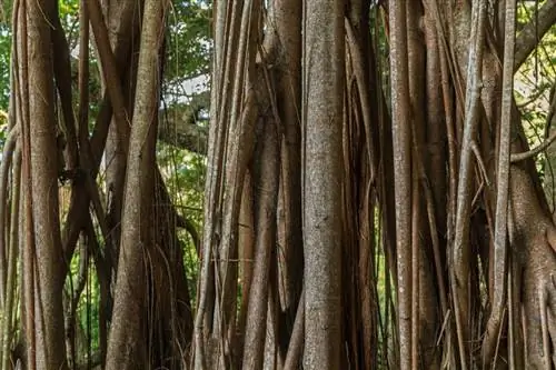 Radici aeree dell'albero della gomma: a cosa servono e come prendersene cura?