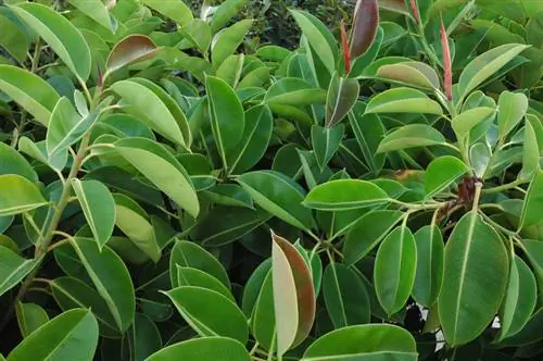 Rubber tree hanging leaves