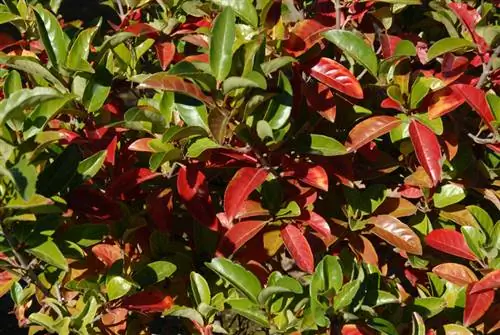 ¿Por qué mi árbol de caucho tiene hojas rojas? Causas y soluciones