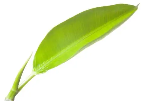 Propagating a rubber tree: This is how it's easy to take cuttings