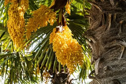 La palma de cànem està florint