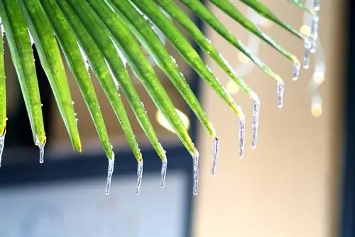 Is my hemp palm frozen? Signs & protective measures