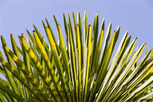 Palmier chanvre : pointes des feuilles brunes - causes et remèdes