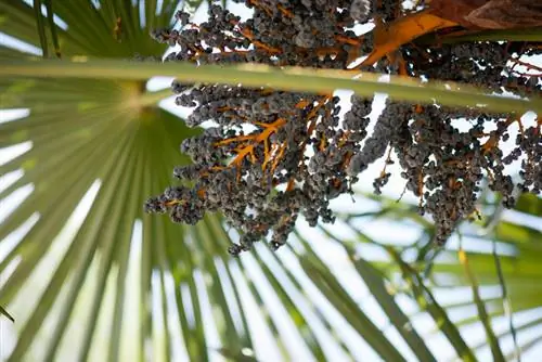 Pagkain ng hemp palm berries