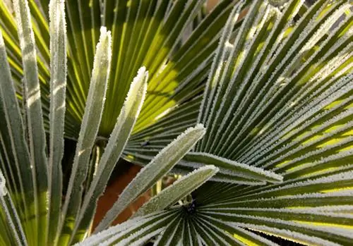 Hemp palm frost