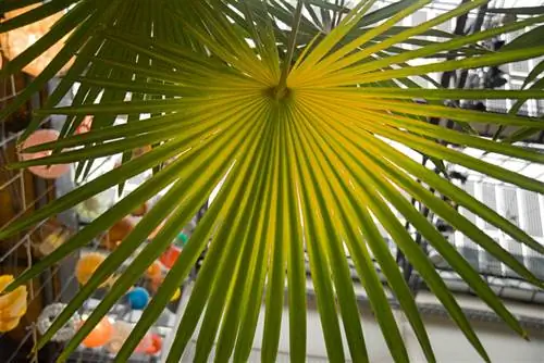 Hemp palm turns yellow Hemp palm turns yellow
