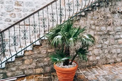 Pasar el invierno la palma de cáñamo en una maceta.