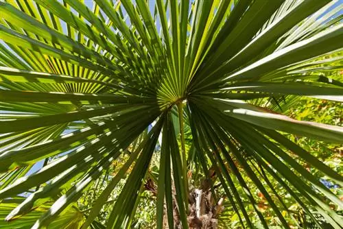 Palma di canapa nella giusta posizione: consigli per una crescita sana