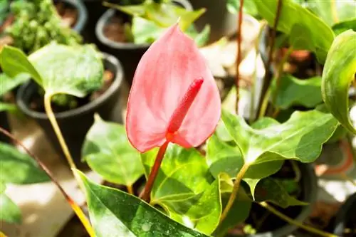 Darab anthurium: Tiga kaedah yang berjaya dijelaskan