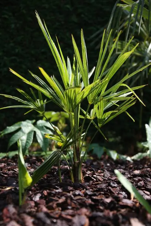 Hemp palm remains small