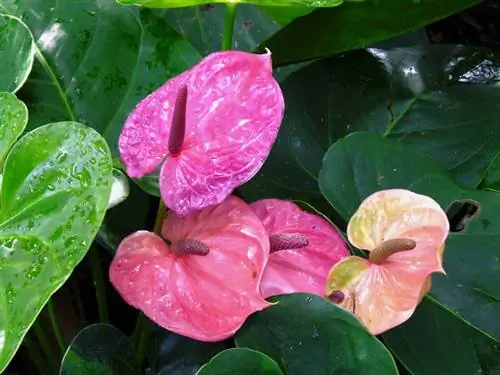 Cutting flamingo flowers correctly: instructions & care