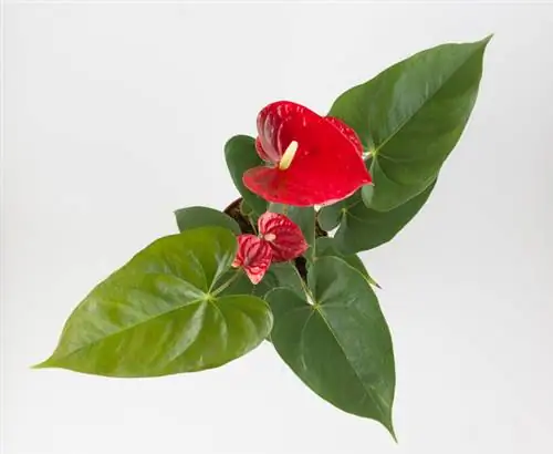 Anthurium: fulles grogues? Causes i solucions