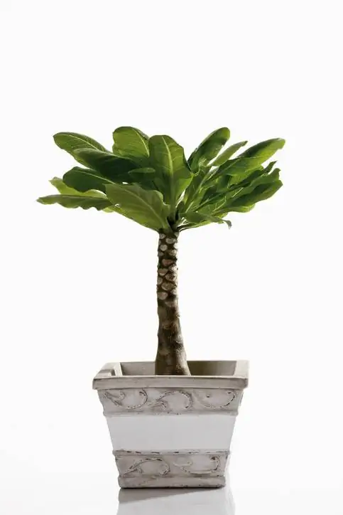 Hawaii-palm: Dit is hoe dit met behoorlike sorg floreer