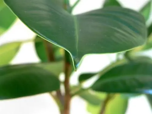 Rubber tree sheds leaves