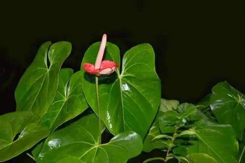 Anthurium tsis tawg: cov lus qhia rau lush flamingo paj tawg