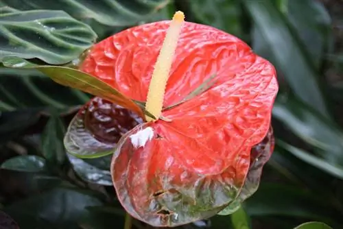 Is jou anthurium siek? Hoe om dit te herken en te behandel