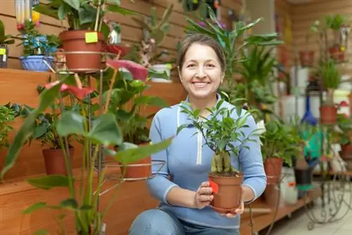 Planta în ghiveci de arbore de cauciuc