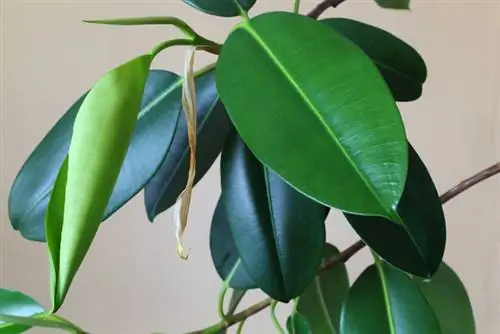 Give rubber trees new impetus? This is how you rejuvenate and shape it