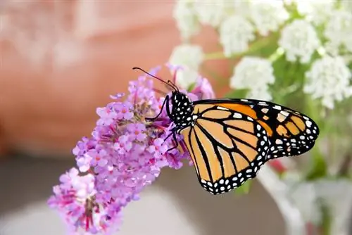 Butterfly lilac in a pot