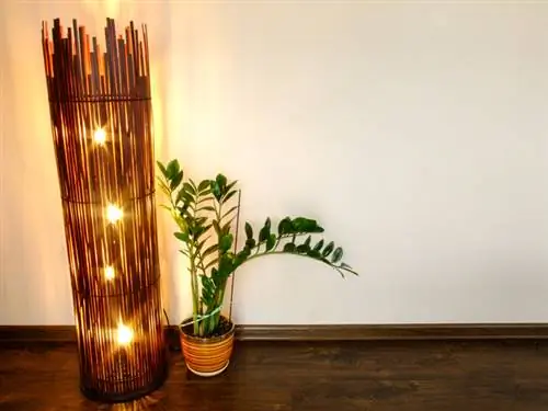 Zamioculcas di kamar tidur: manfaat dan tips perawatan