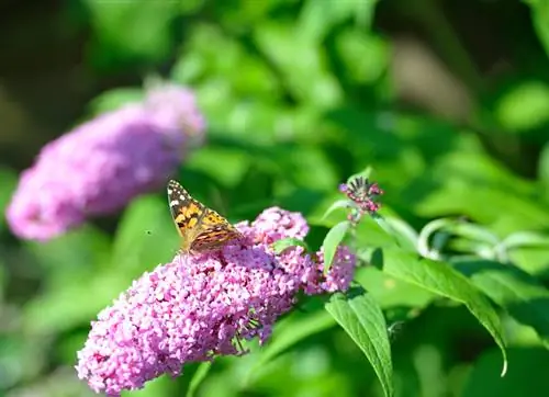 Fluture liliac în grădină