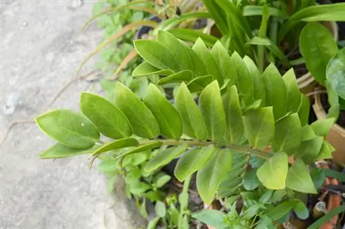 Lucky feather stems rot