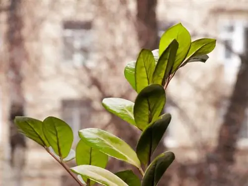 Światło Zamioculcas