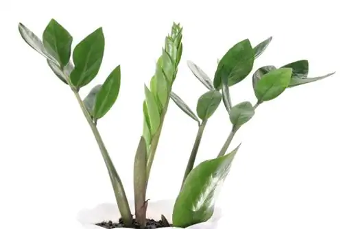 Réussir à diviser et multiplier les Zamioculcas : voici comment cela fonctionne