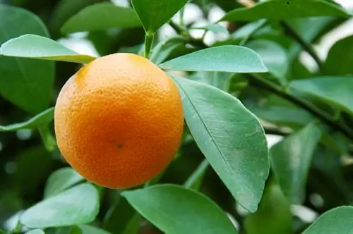 Calamondin talvel