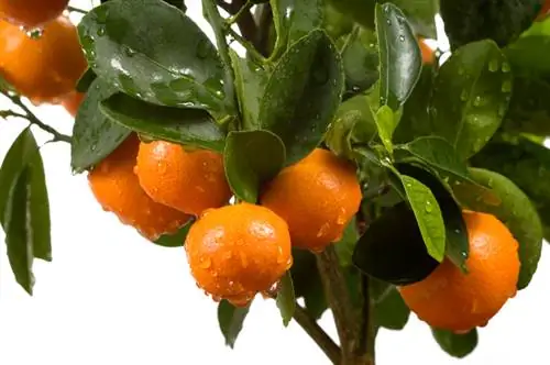 Calamondin lemoen sorg