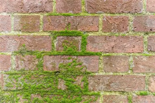 removing moss from the wall