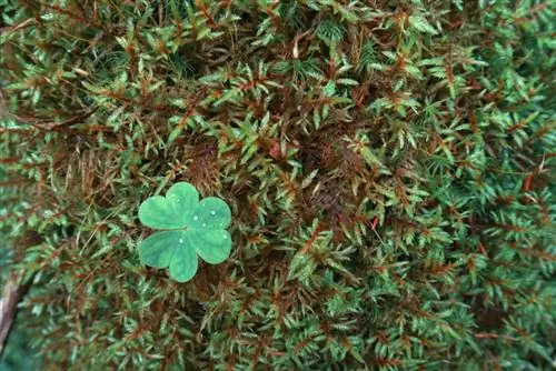 Bruin mos in de tuin: hoe u het kunt redden en voorkomen