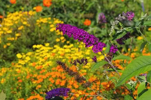 Lillà della farfalla nel giardino