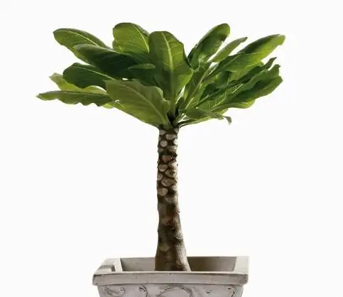 Verpot vulkaniese palm