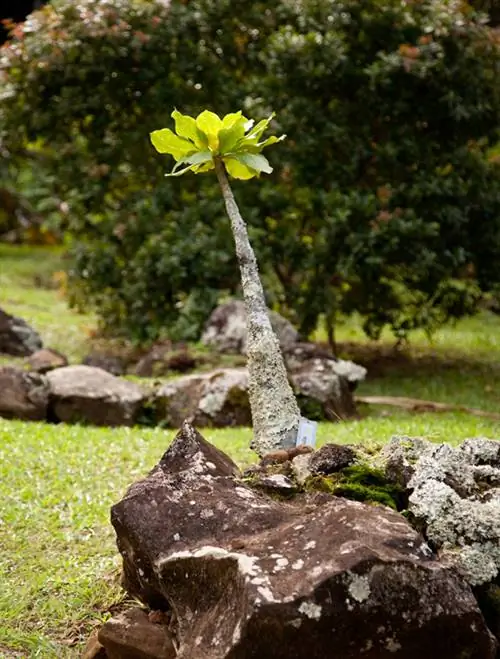 Volcanic palm poisonous