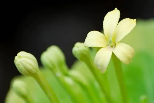 Sjemenke havajske palme