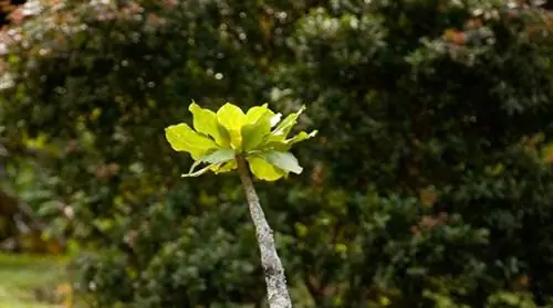 Daun kuning palem vulkanik