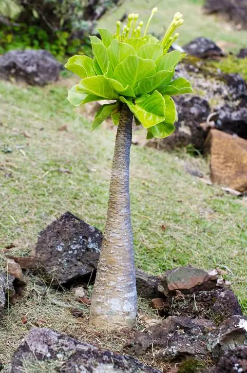 Vulkanische palmstam zacht