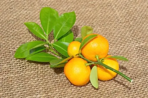 Eat calamondin