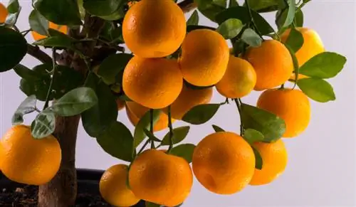 Calamondin Orange Bonsai