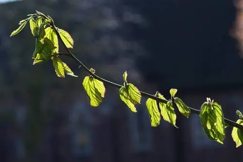 Cortar Parrotia persica