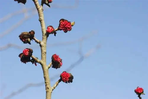 Parrotia persica խնամք